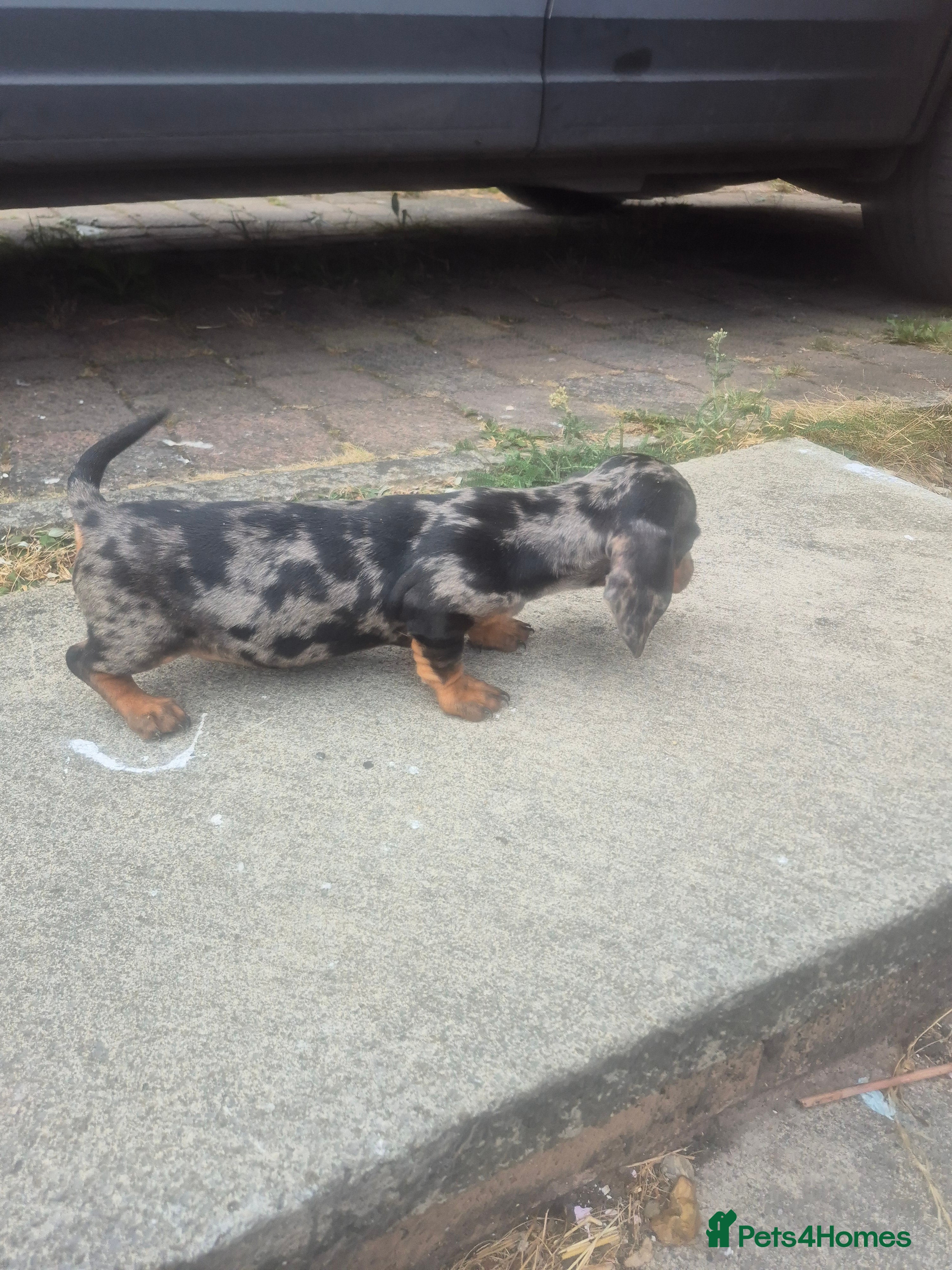Dachshund dogs Chocolate & Tan Miniature Dachshund plus more - Advert 2