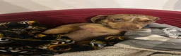 Miniature Dachshund dogs for sale: Male miniature dachshund  - Advert 2