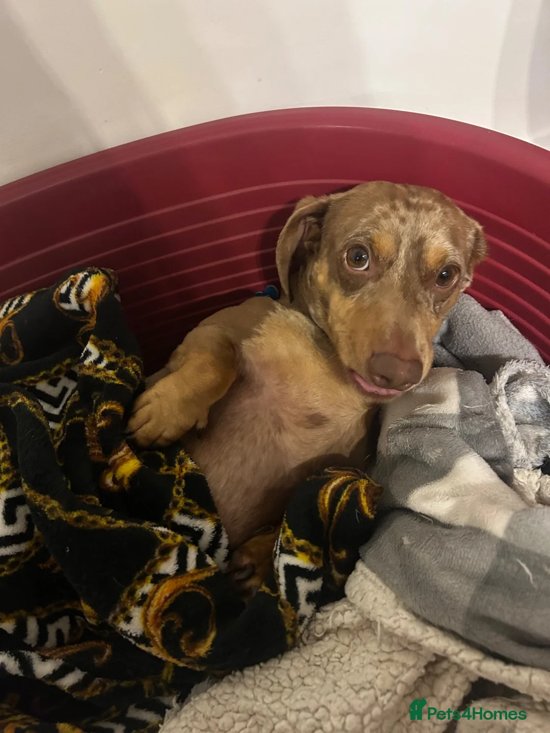 Miniature Dachshund dogs for sale: Male miniature dachshund  - Advert 2