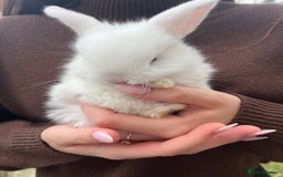 Mini Lop rabbits for sale: Mini Lop Rabbits - Image 2