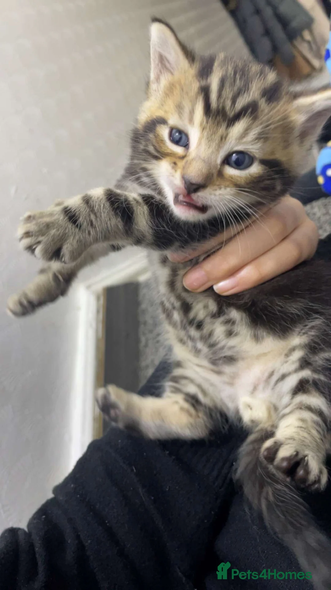 Mixed Breed cats for sale: Tabby/ginger  - Advert 6