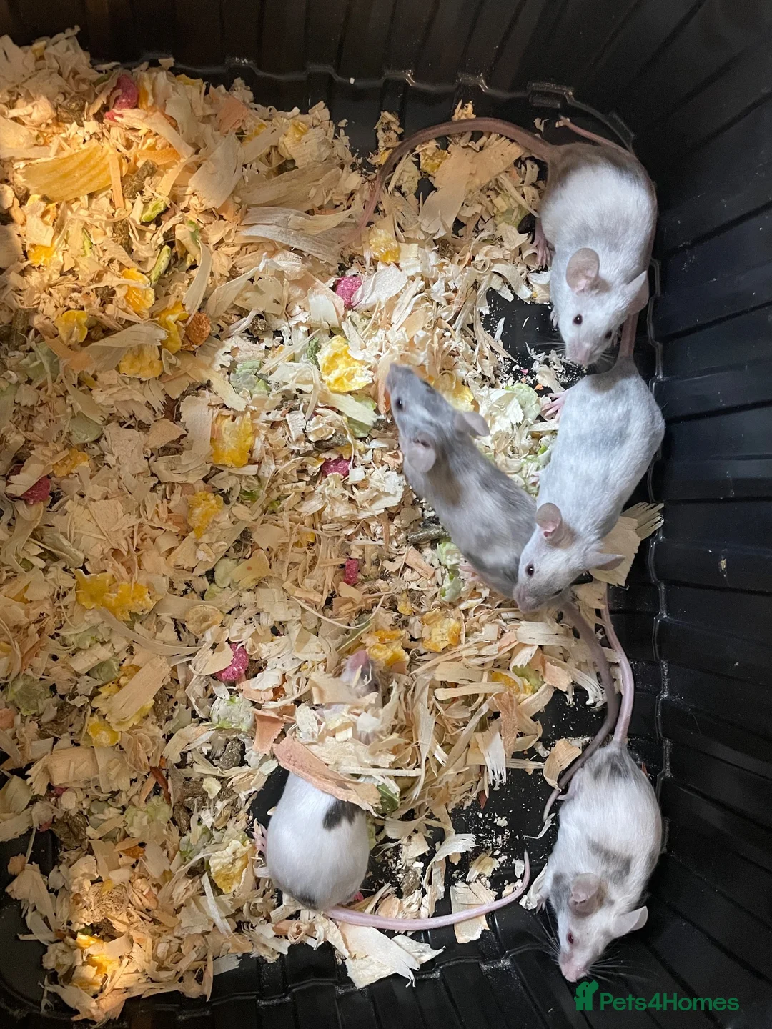 Mouse rodents for sale: Fancy mice  in Brighouse - Advert 2