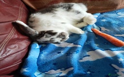 Mini Lop rabbits for sale: 3 bunny's for urgent rehome - Image 1