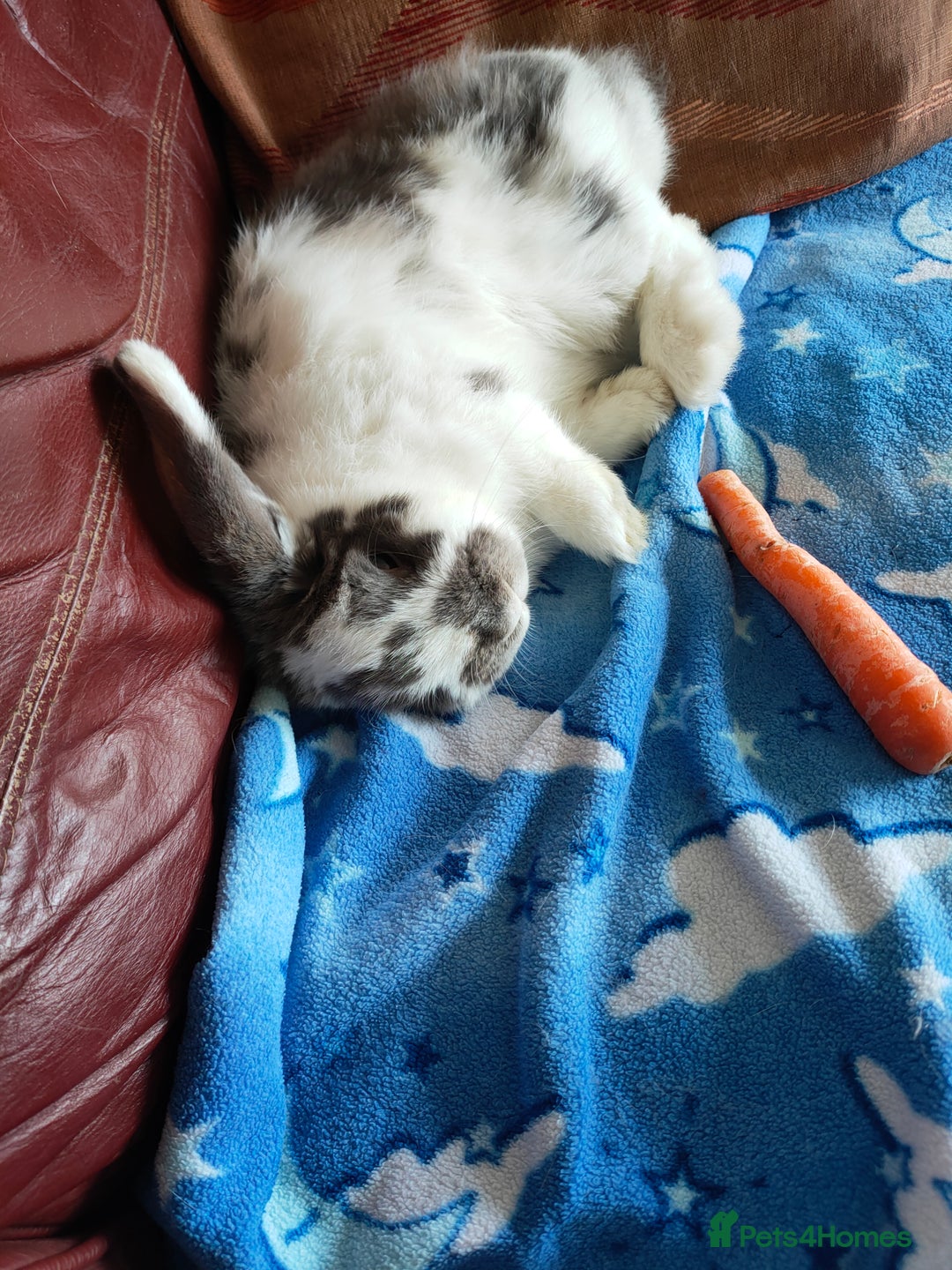 Mini Lop rabbits for sale: 3 bunny's for urgent rehome - Image 1