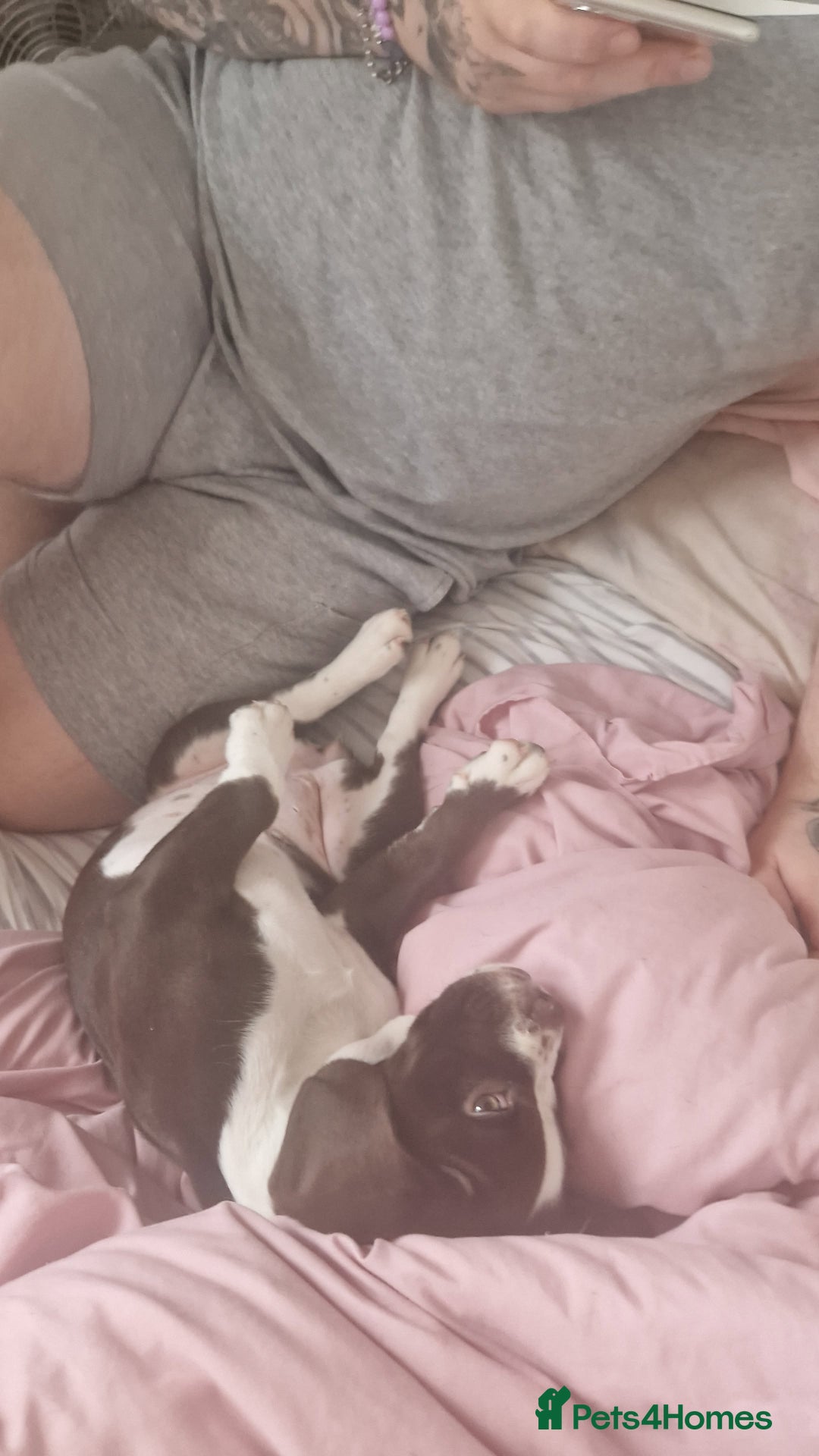 Mixed Breed dogs for sale: Tilly springer spanielX bulldog  - Advert 4