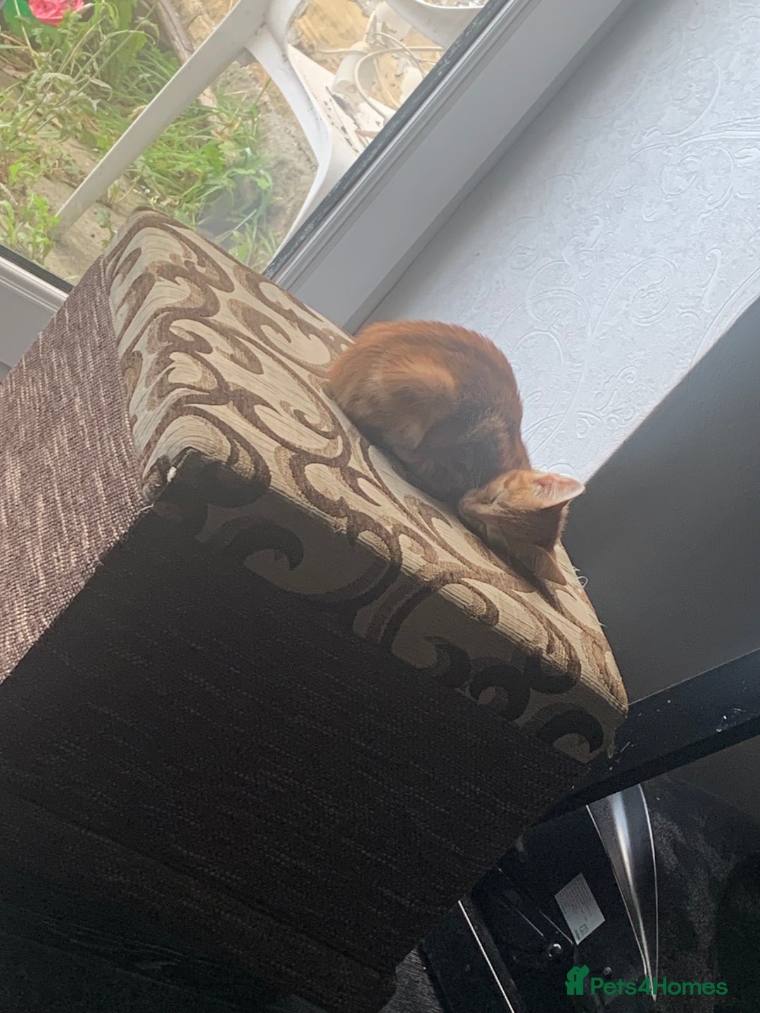 Mixed Breed cats for sale: Sweet kitten needing home ASAP - Image 3