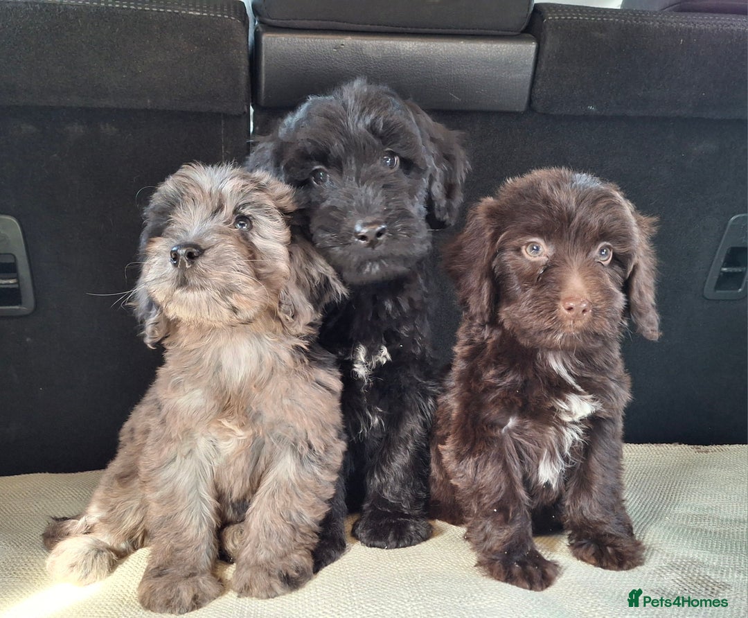 Sproodle dogs for sale: Gorgeous f1b sproodle pups, dna tests. - Image 11