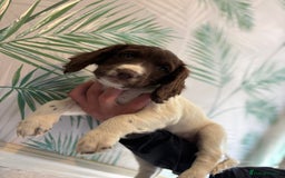 Sprocker dogs for sale: 2 sprocker girls  - Image 11