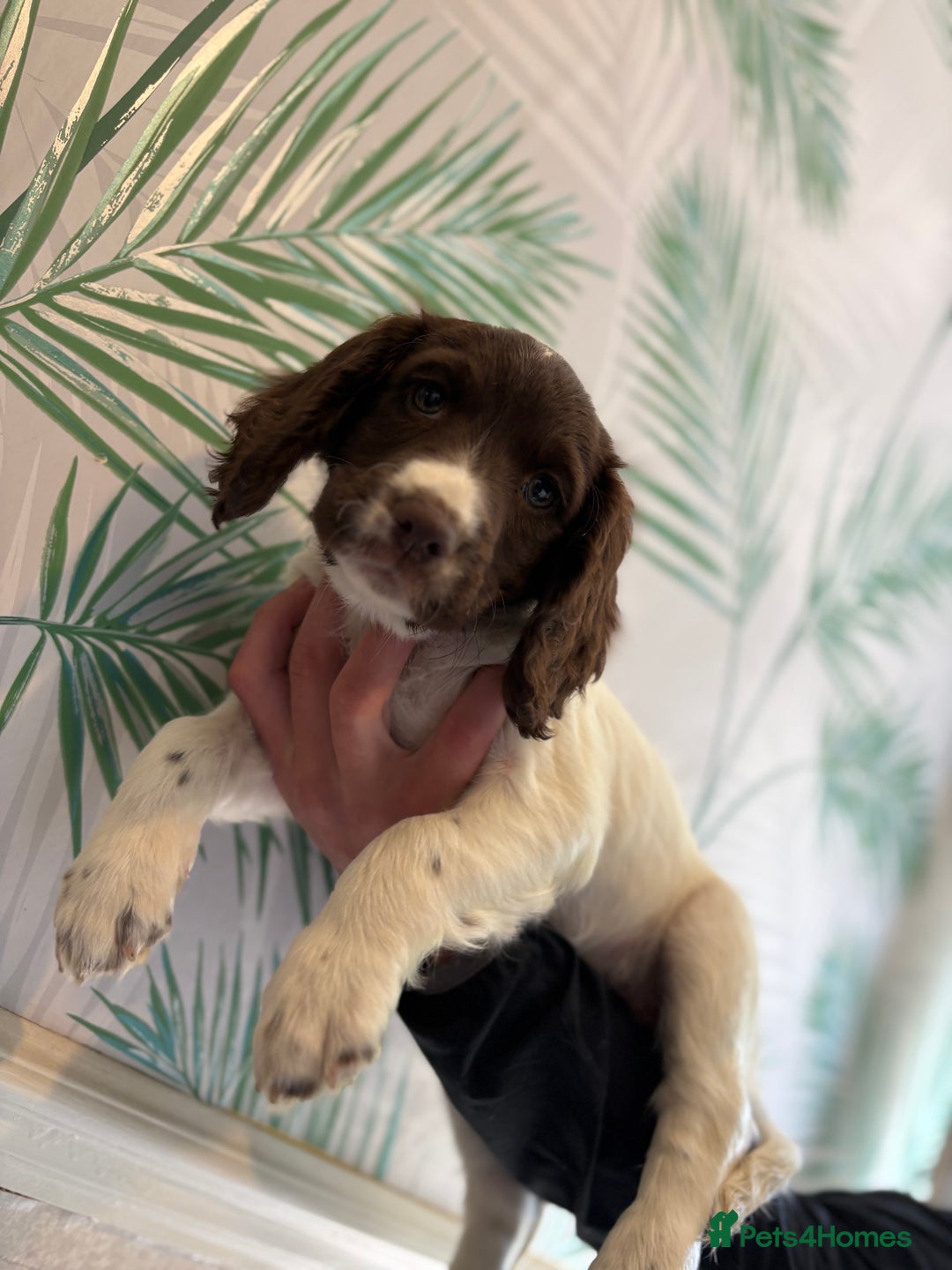 Sprocker dogs for sale: 2 sprocker girls  - Image 11