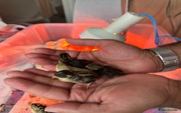 Quail poultry for sale: Quail chicks - Image 1