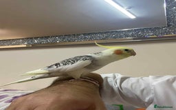 Cockatiels birds for sale: Cockatiel - Image 6