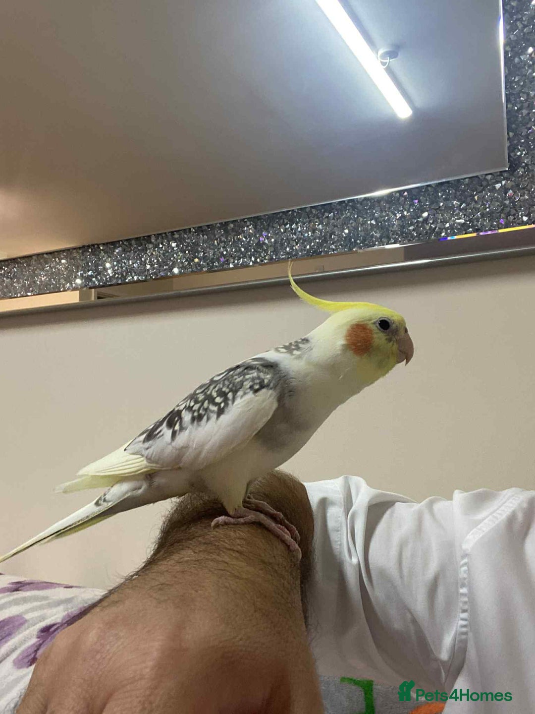 Cockatiels birds for sale: Cockatiel - Image 6