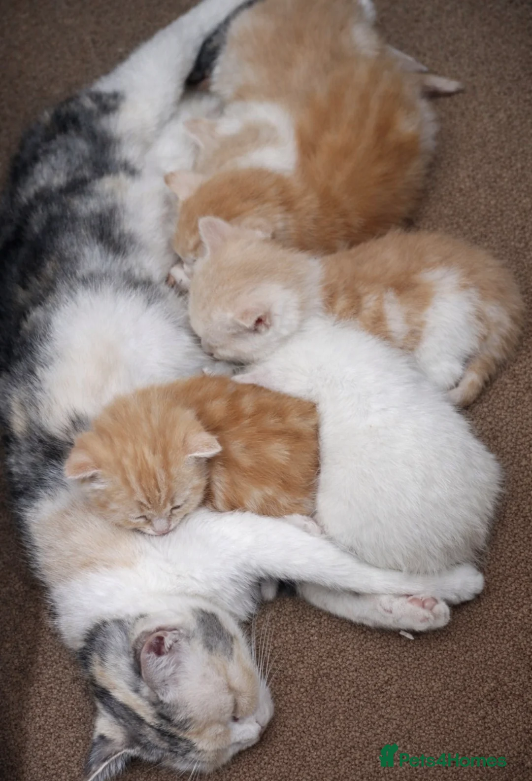 Mixed Breed cats for sale: Beautiful female white kittens  in Bradford - Advert 4