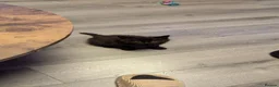 Mixed Breed cats for sale: Beautiful kittens to pick up in Leeds - Advert 18