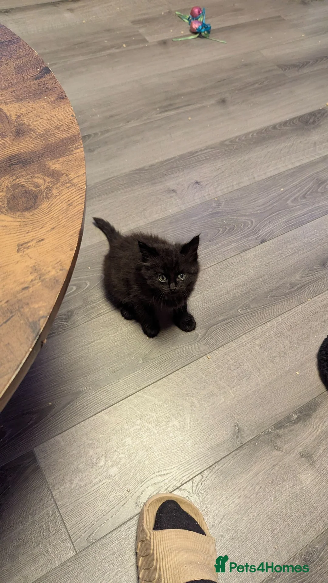 Mixed Breed cats for sale: Beautiful kittens to pick up in Leeds - Advert 18