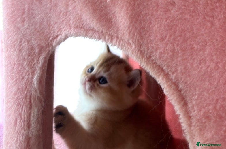 British Shorthair cats looking for new home!!!  - Advert 8
