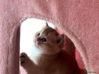 British Shorthair cats looking for new home!!! - Advert 8