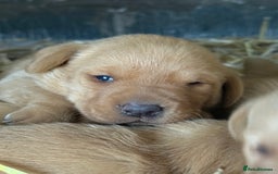 Labrador Retriever dogs for sale: Stunning ftch fox red puppies - Image 2