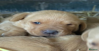 Labrador Retriever dogs - Advert 13