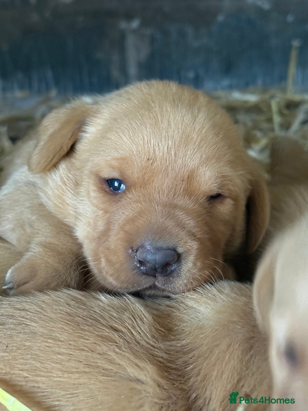 Labrador Retriever dogs for sale: Stunning ftch fox red puppies - Image 2