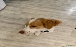 Sprocker dogs for sale: Lily  - Image 4