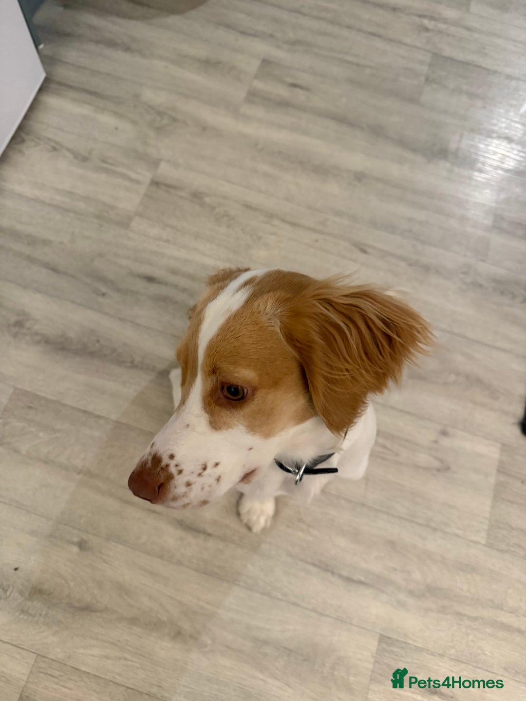 Sprocker dogs for sale: Lily  - Image 4