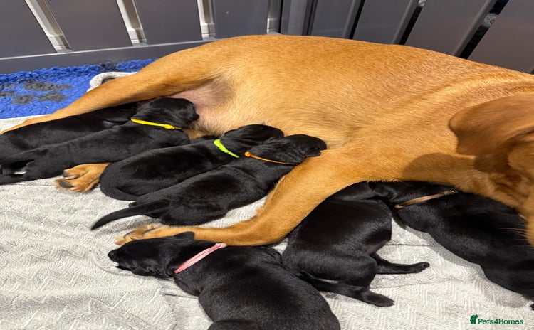 Labrador Retriever dogs - Advert 4