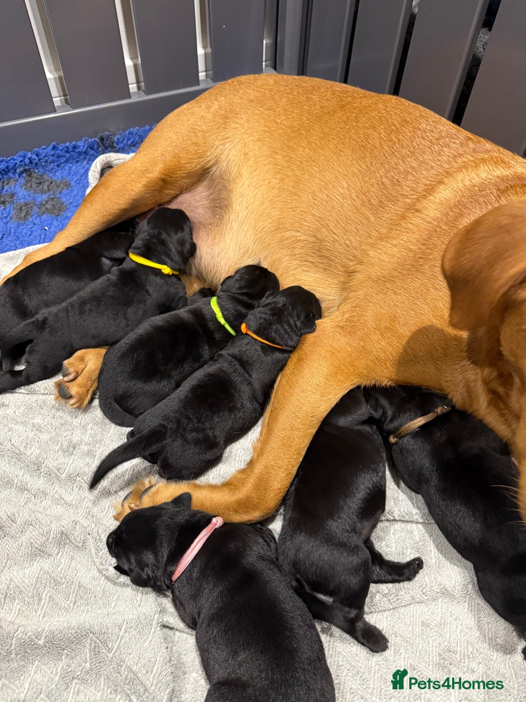 Labrador Retriever dogs for sale: 5* breeder🐾beautiful glossy black puppies ❤️  - Image 5