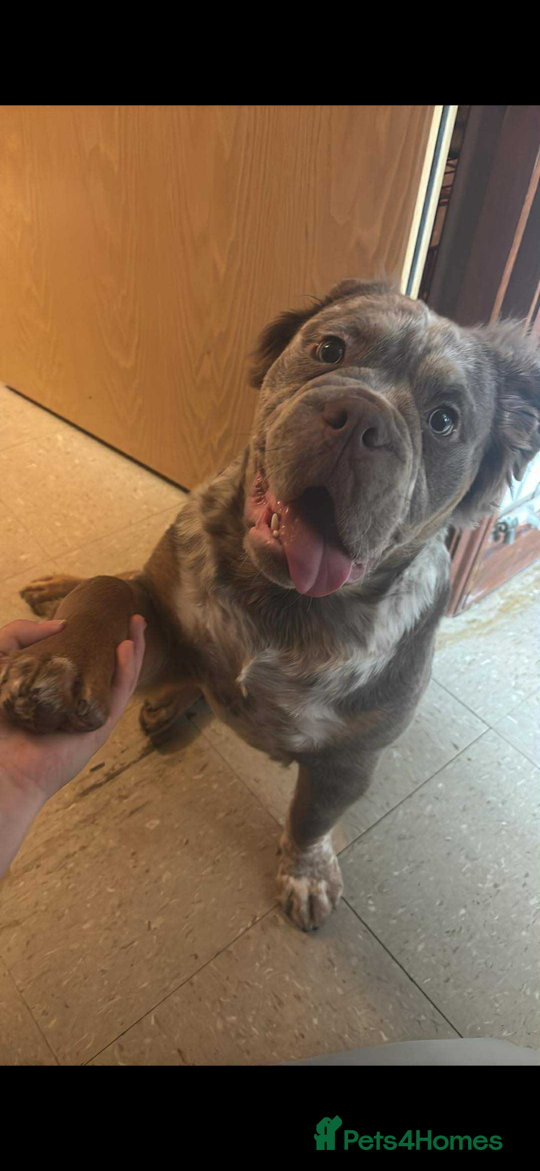 English Bulldog dogs for sale: Fluffy English bulldog  - Image 3