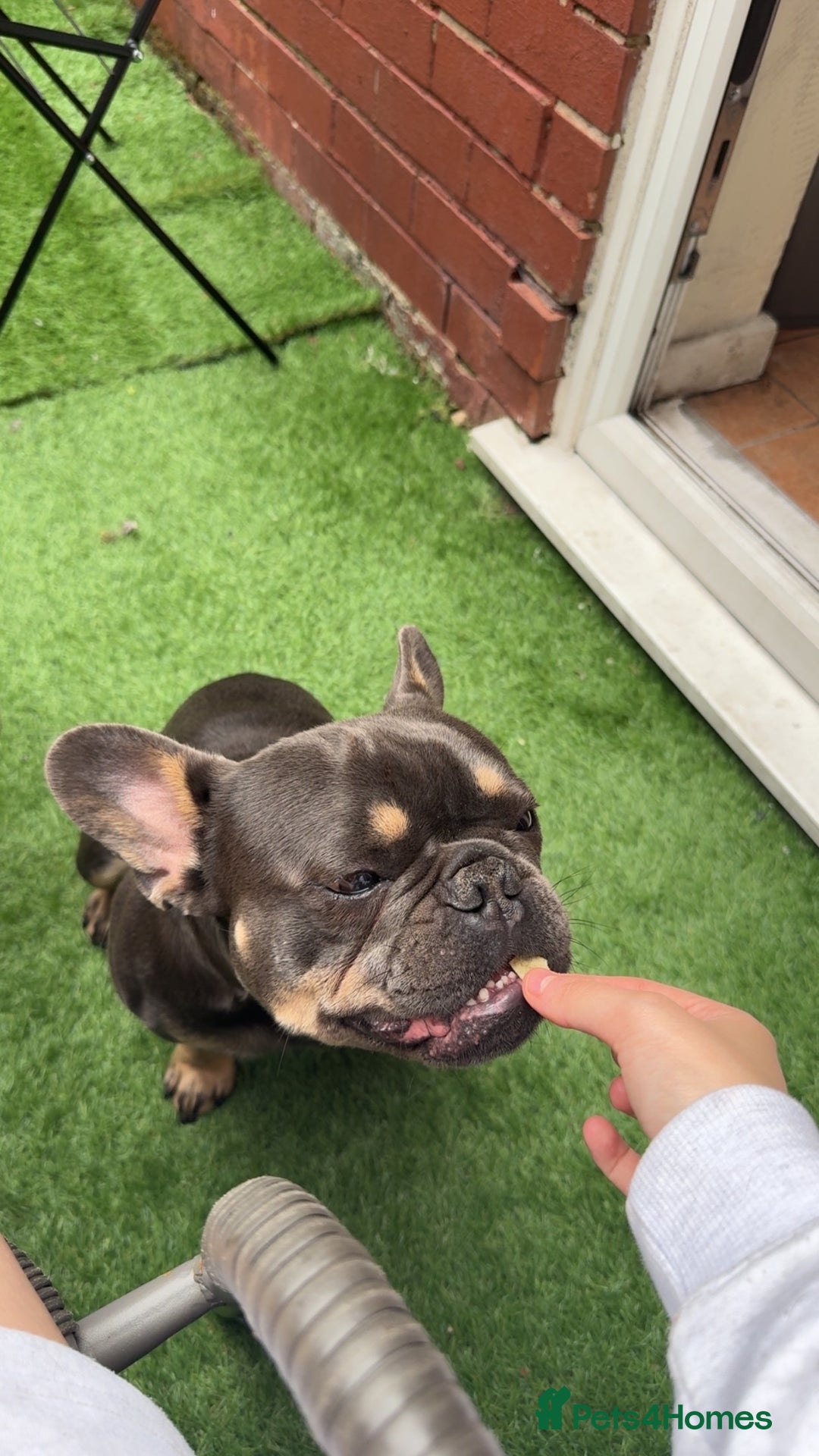 French Bulldog dogs for sale: 2 year old male, name is Blue - Image 2