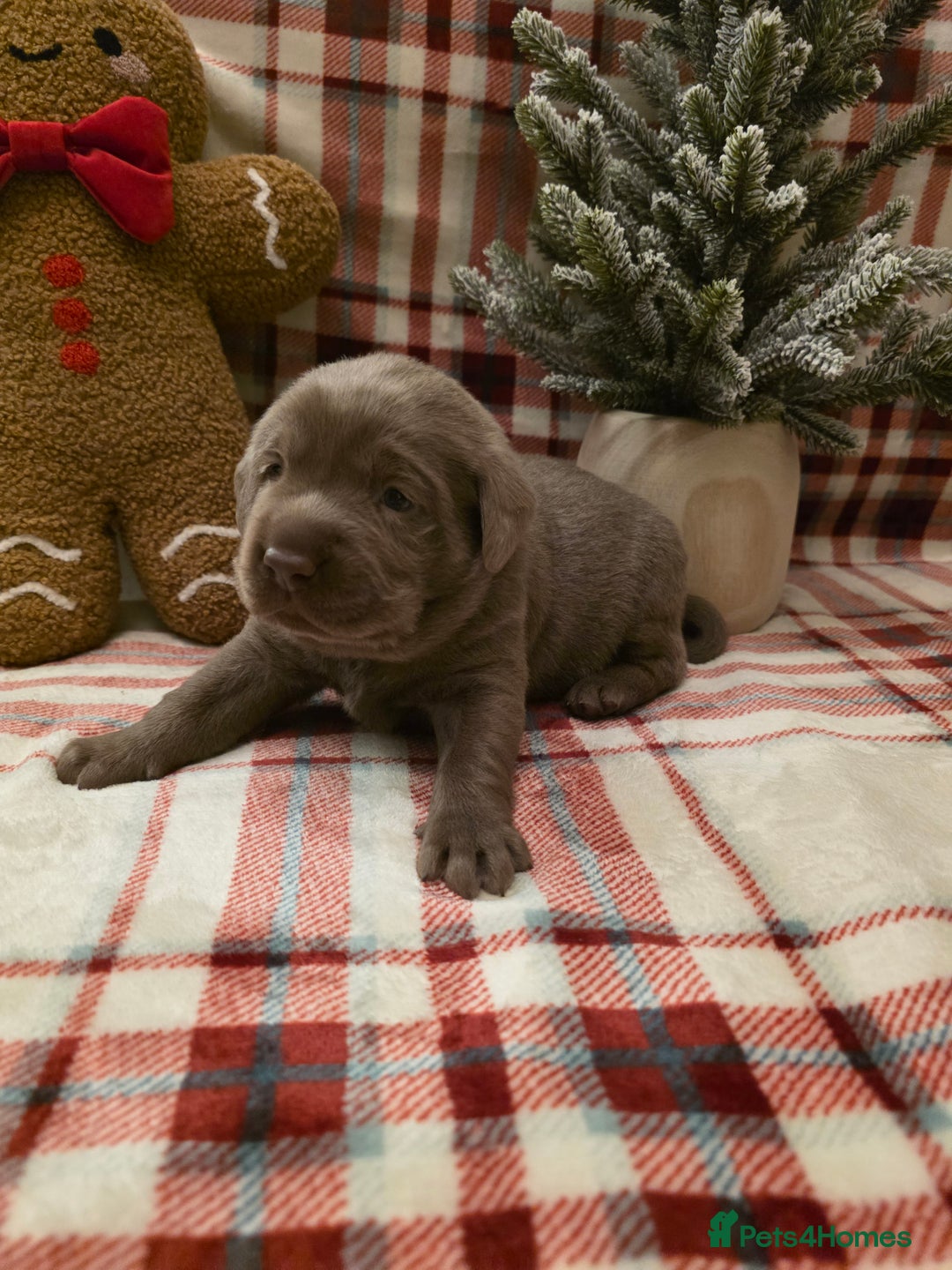 Labrador Retriever dogs for sale: Silver Labrador Puppies For Sale - Advert 16