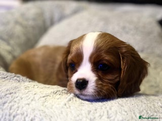Cavalier King Charles Spaniel dogs Health Tested CKCS puppies - Advert 15
