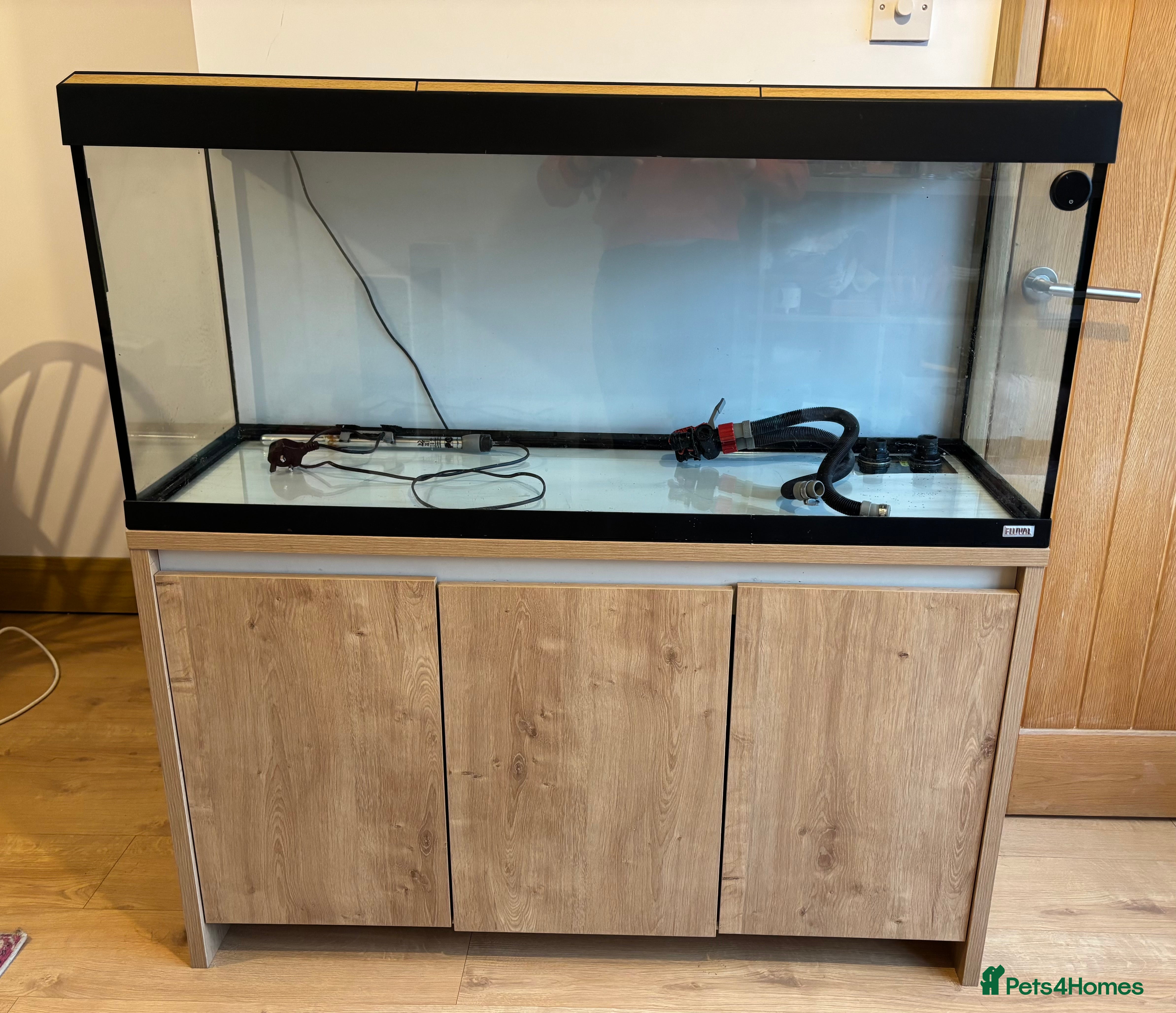 Angelfish fish Fluval Roma 240 litre aquarium  - Advert 10