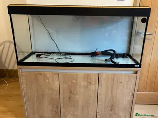 Angelfish fish Fluval Roma 240 litre aquarium - Advert 10