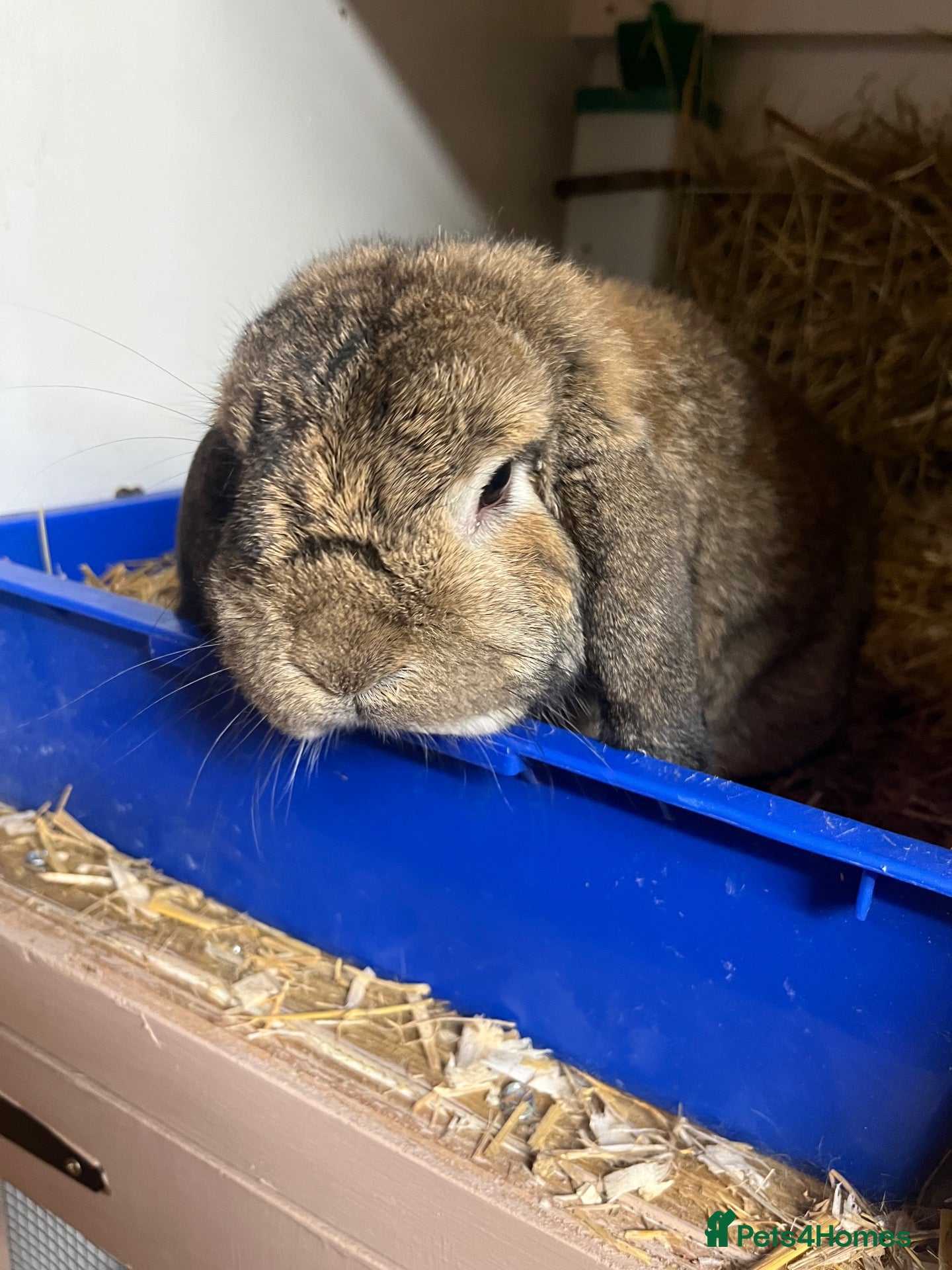 Lionhead rabbits   Lop boy looking for new home  - Advert 2