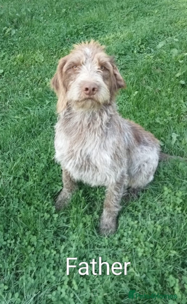 Mixed Breed dogs Rare original Fenlander puppies  - Advert 2