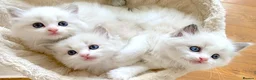 Ragdoll cats for sale: READY NOW ***** INDOOR PEDIGREE RAGDOLL KITTENS - Advert 18