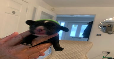 Cocker Spaniel dogs - Advert 14