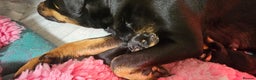 Rottweiler dogs for sale: Suberbly bred pedigree rottweiler puppies  - Advert 5