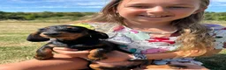 Doxiepoo dogs for sale: Beautiful mini Daxi Poos  - Advert 15