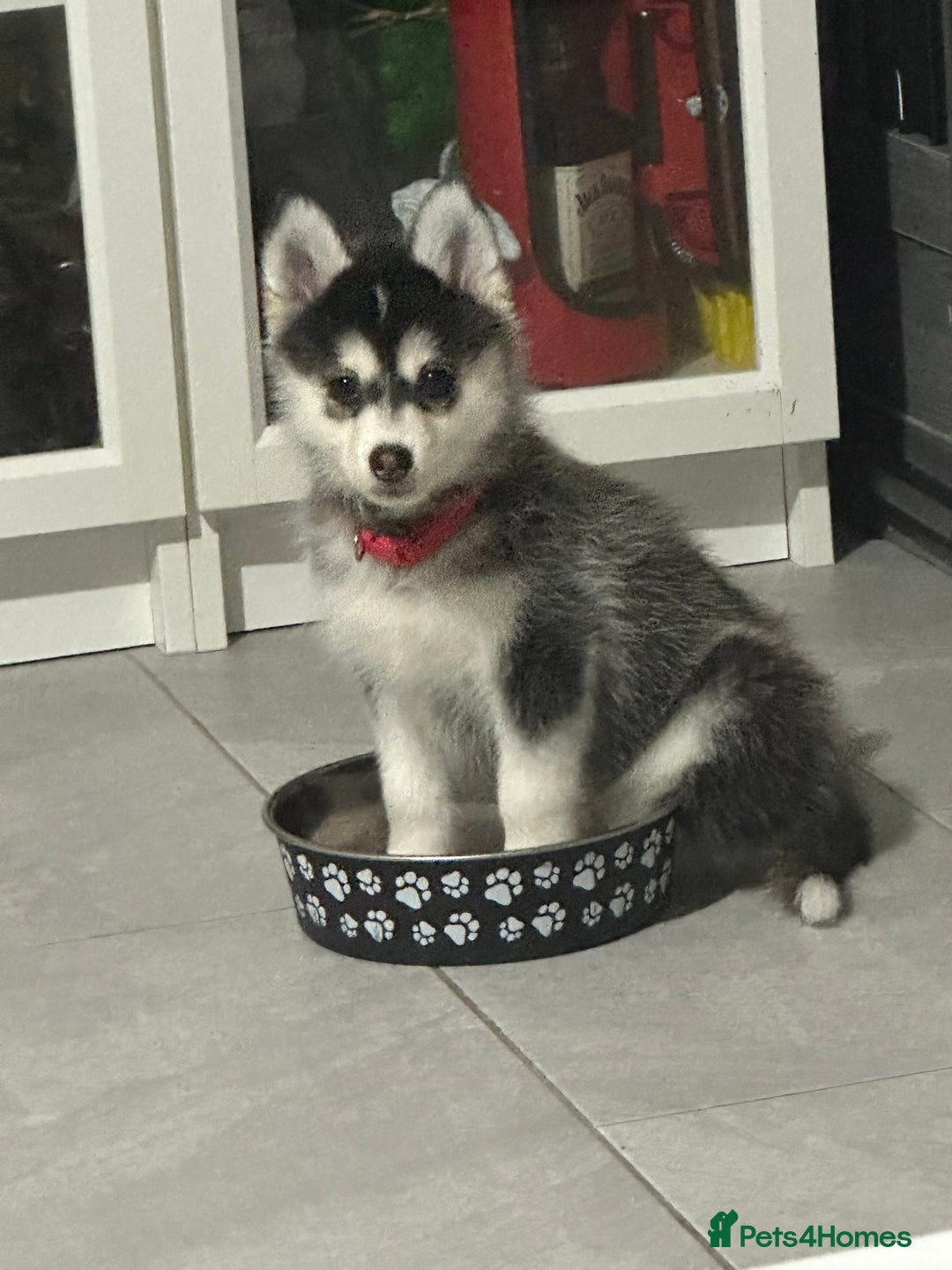 Pomsky dogs for sale: READY SMALL F4 POMSKY - Advert 36