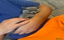 British Shorthair cats for sale: Gccf reg blue bsh kittens active - Image 26