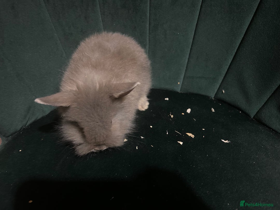 Mixed Breed rabbits for sale: New zealand cross Lionhead - Advert 10