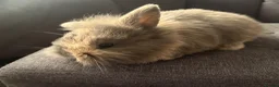 Mixed Breed rabbits for sale: Gorgeous pair of mini lop/dwarf - Advert 3