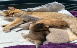 British Shorthair cats for sale: Top quality Champion Gccf british shorthair - Image 20