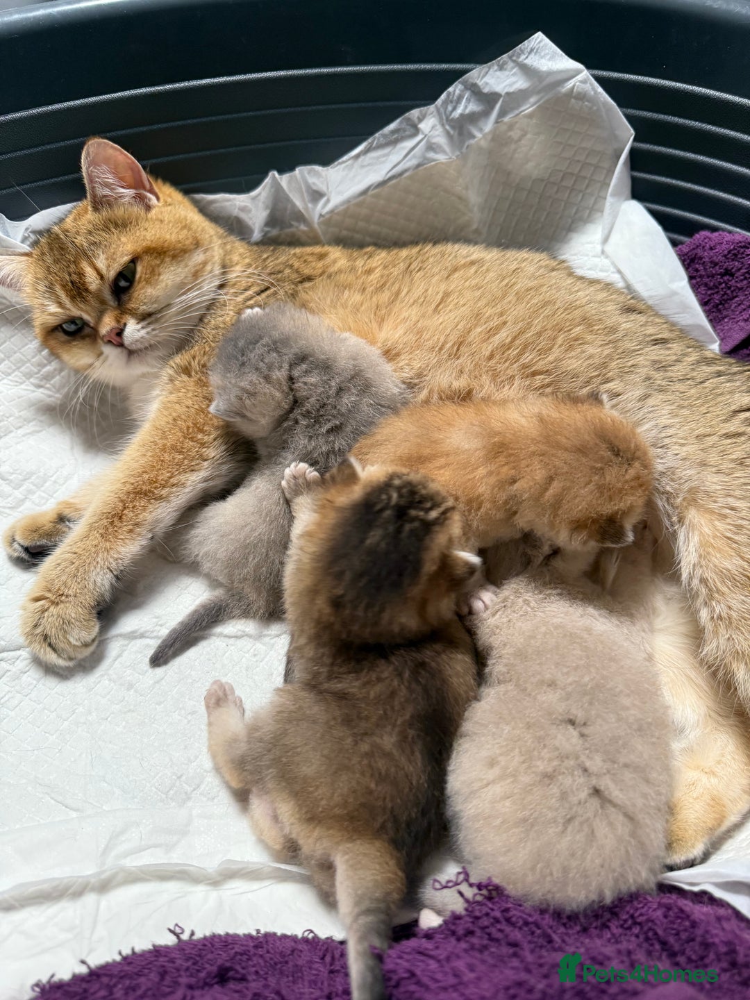 British Shorthair cats for sale: Top quality Champion Gccf british shorthair - Image 20