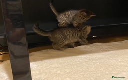 Mixed Breed cats for sale: Four gorgeous kittens  - Image 10
