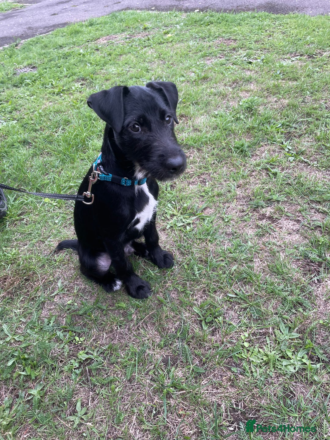 Patterjack dogs for sale: Otiss  - Image 2