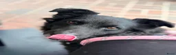 Mixed Breed dogs for adoption: Meet Sparkle,currently residing in Essex  in Frinton-on-Sea - Advert 4