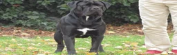 Cane Corso dogs for sale: Rare Solid Black Corso Female | Elite EU Bloodline in Canterbury - Advert 14